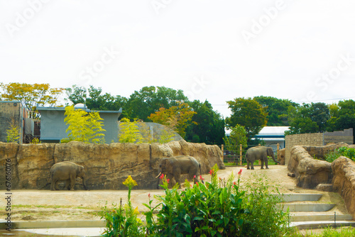 のんほいパーク動物園のゾウ
