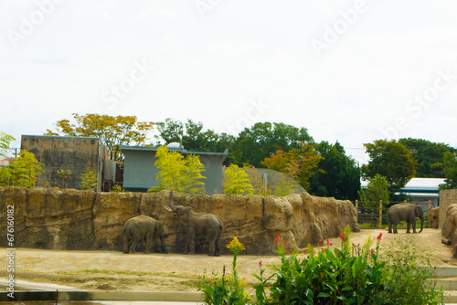 のんほいパーク動物園のゾウ