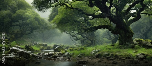 In the Mediterranean forest the oak tree branches stretched out providing shelter for various animals while the rain showered refreshing water onto the lush green leaves supporting the grow