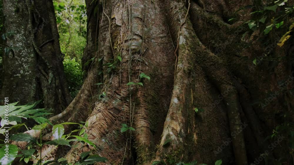 Big intertwined tree trunk in Tropical forest. Drone view of Bali.