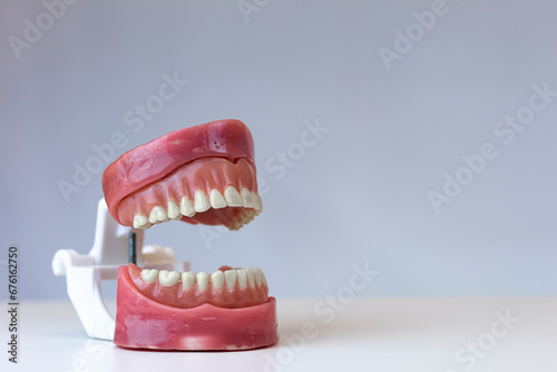 Dental clinic services concept, Jaw Model. anatomical model of teeth isolated on gray background.