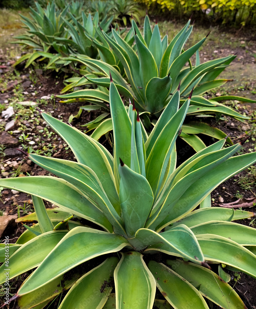 Obraz premium Selective focus. Giant Agave Americana captured in Celosia Park, Indonesia. 