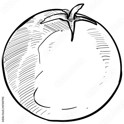 tomato handdrawn illustration
