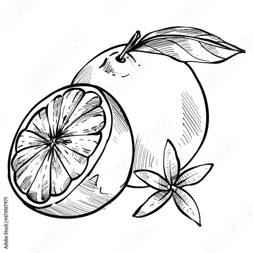orange slices handdrawn illustration