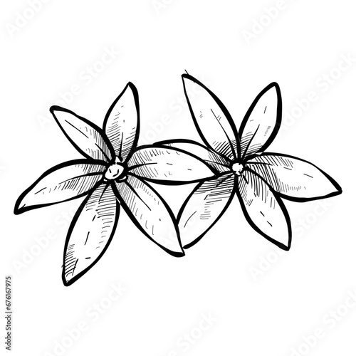 orange blossom handdrawn illustration