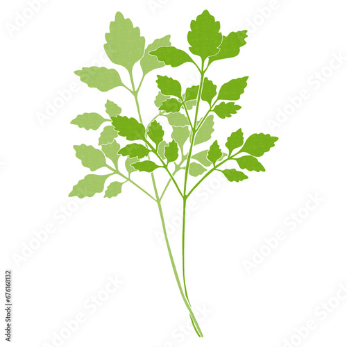 春の七草　セリのイラスト　water dropwort