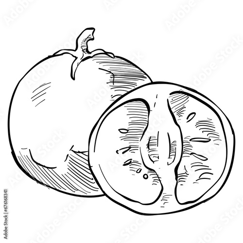 tomato handdrawn illustration