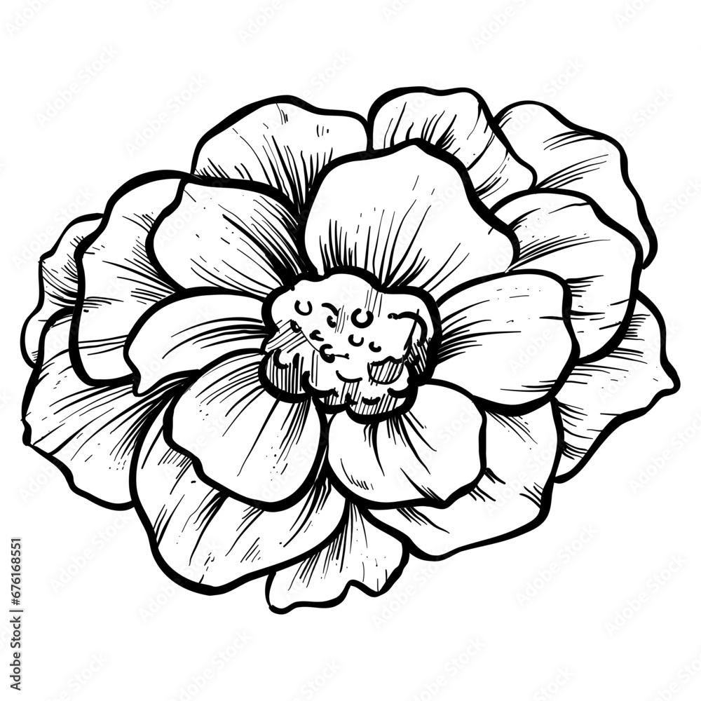 spring flower handdrawn illustration spring flower handdrawn illustration