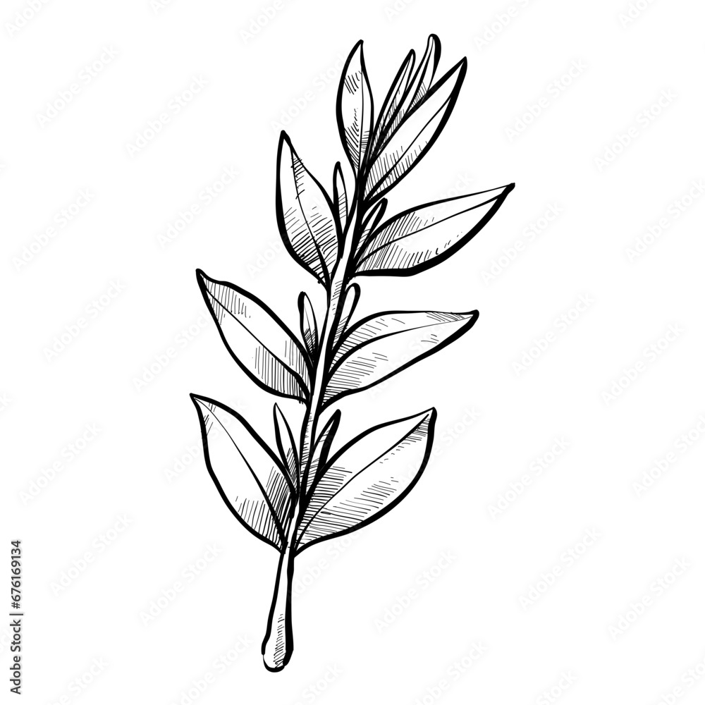 nature leaf handdrawn illustration nature leaf handdrawn illustration
