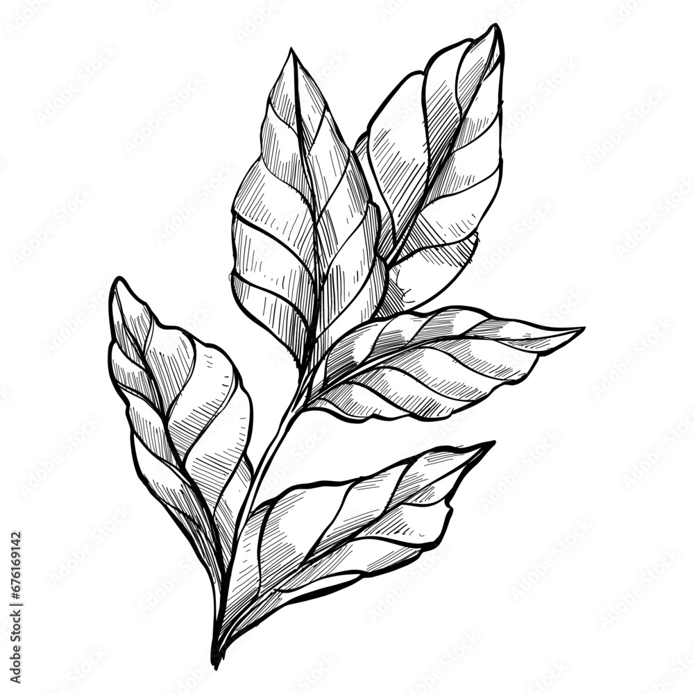 nature leaf handdrawn illustration nature leaf handdrawn illustration