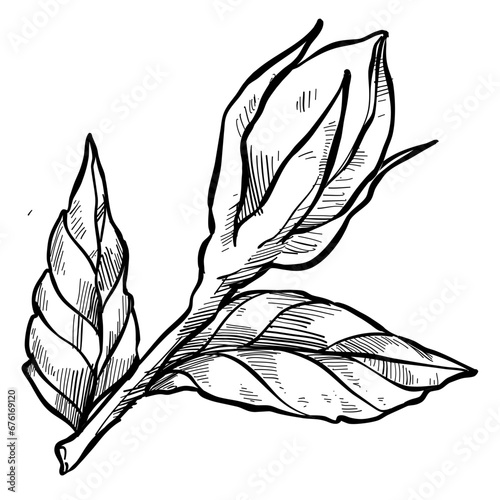 rose buds handdrawn illustration