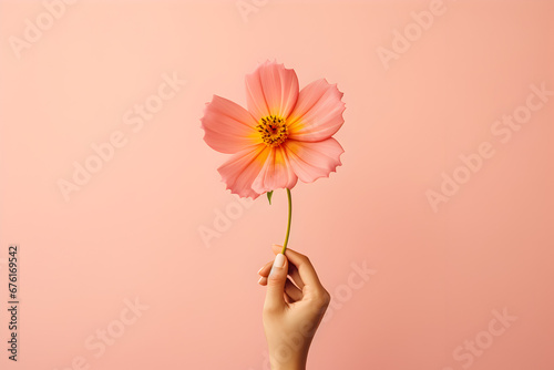 woman hand holding a flower on pink copy space , Valentine's Day, Love card ,