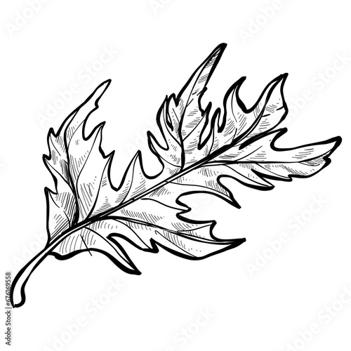 anemone leaf handdrawn illustration