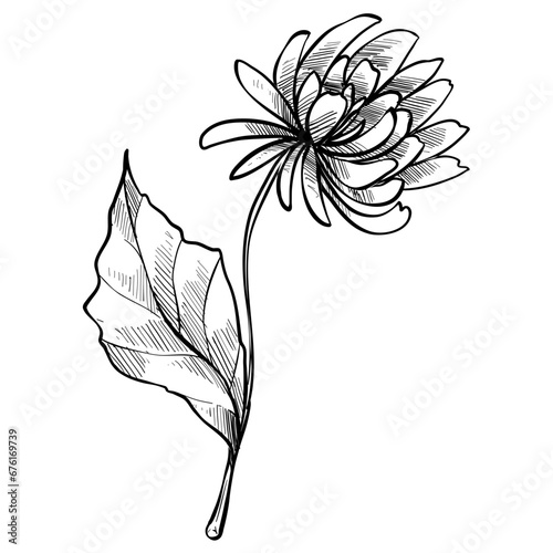aster flower handdrawn illustration