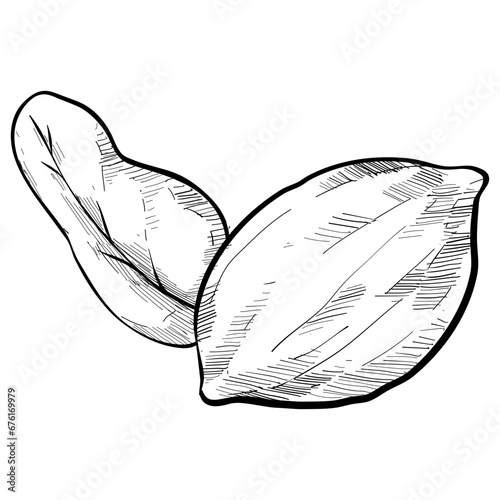 walnut handdrawn illustration