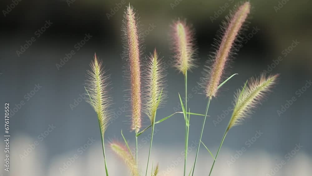 Grass flower in the morning with soft focus, vintage tone. Grass flower in the morning with soft focus, vintage tone.