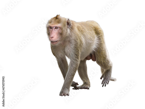 Monkey or Macaca in nature forest, it standing position looked full body elegant, walk forward alone on outdoor, cute, funny and happy. Isolated on white background with clipping path and transparent