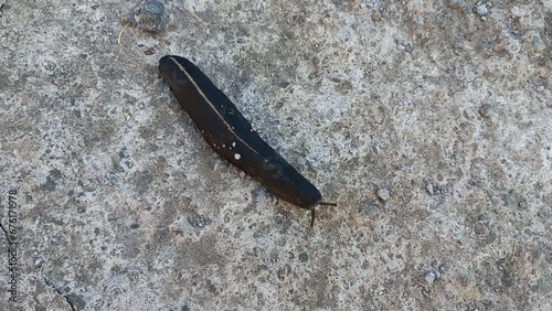 Black naked snail or Laevicaulis alte on the road. A naked snail crawling on the road photo