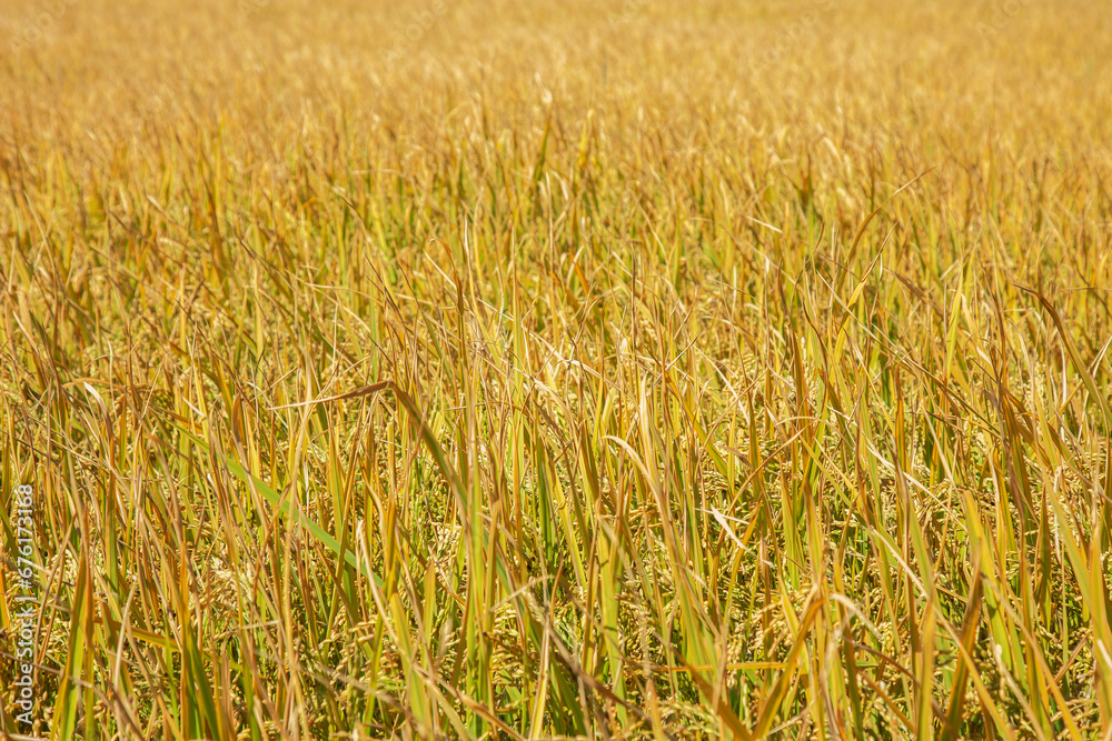 golden rice field at Pahalgam, Jammu Kashmir,India. golden rice field at Pahalgam, Jammu Kashmir,India.
