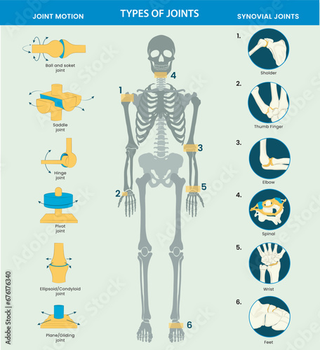 Types of joints in the human body include ball-and-socket, hinge, pivot, gliding, and saddle joints, facilitating various movements and flexibility.