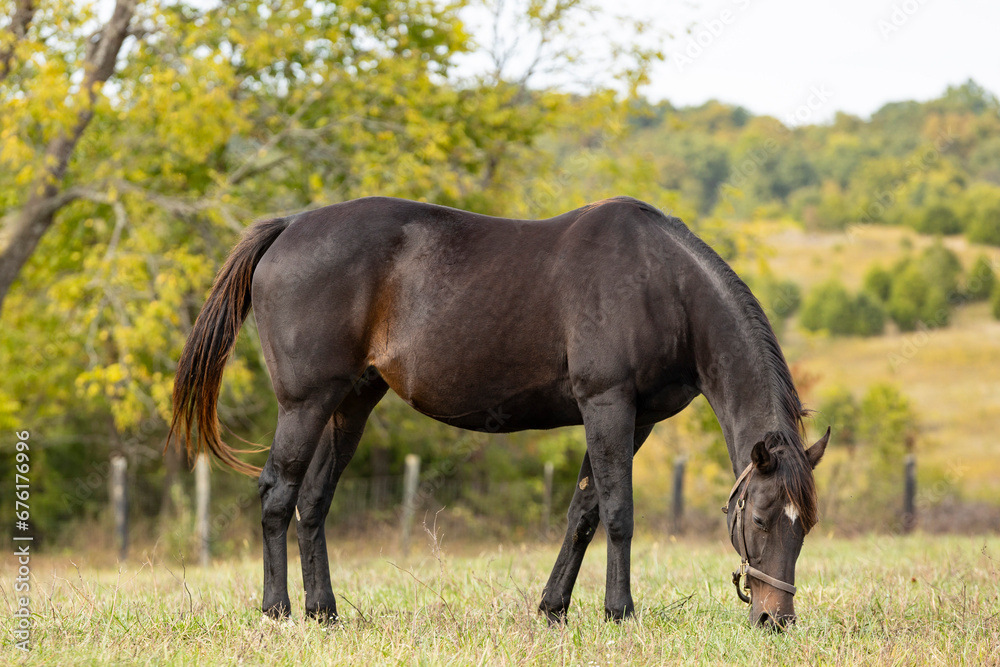A dark bay Thoroughbred mare grazing in a hilly pasture. A dark bay Thoroughbred mare grazing in a hilly pasture.