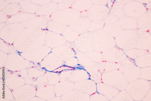 Human nervous system under the microscope in Lab. photo