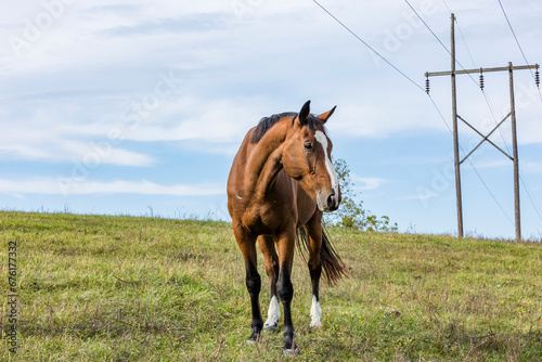 A bay horse standing in a hilly pasture with large powerlines. 