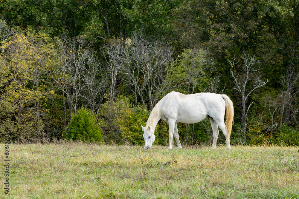An older white horse grazing in a pasture with trees in the background. An older white horse grazing in a pasture with trees in the background.