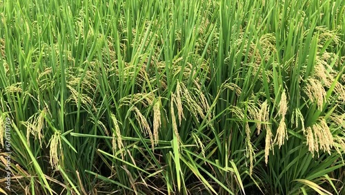  Rice blast caused by fungus and bacteria that plagues rice crops worldwide. Blast disease destroys between 10 and 35 percent of the world rice harvest each year. photo