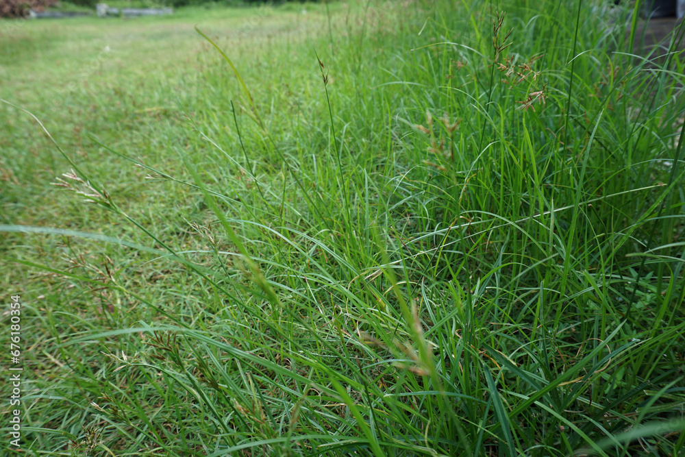 Grass green grass in a field looks nice
