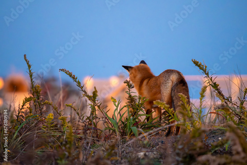 Jersey Shore Fox 4