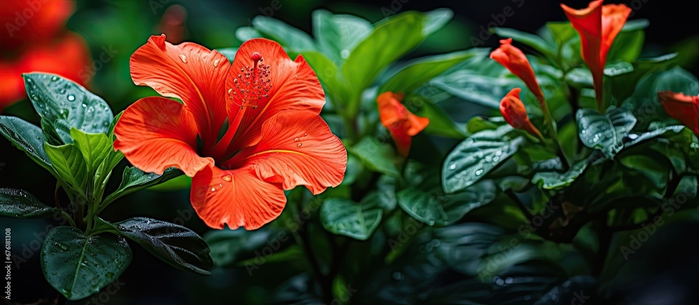 The isolated red tropical flower stands out amongst the green leaves of the tree its vibrant orange color capturing the beauty of nature in the floral garden