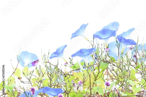 Fototapeta Naklejka Na Ścianę i Meble -  Blue morning glory (Ipomea tricolor) 'Heavenly Blue'. Convolvulaceae perennial plants native to tropical America. Background material of seasonal flowers.