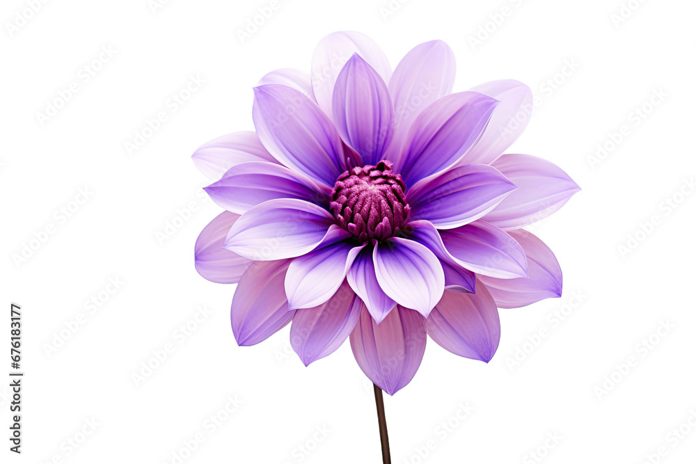 Fototapeta premium Purple flower isolated on white