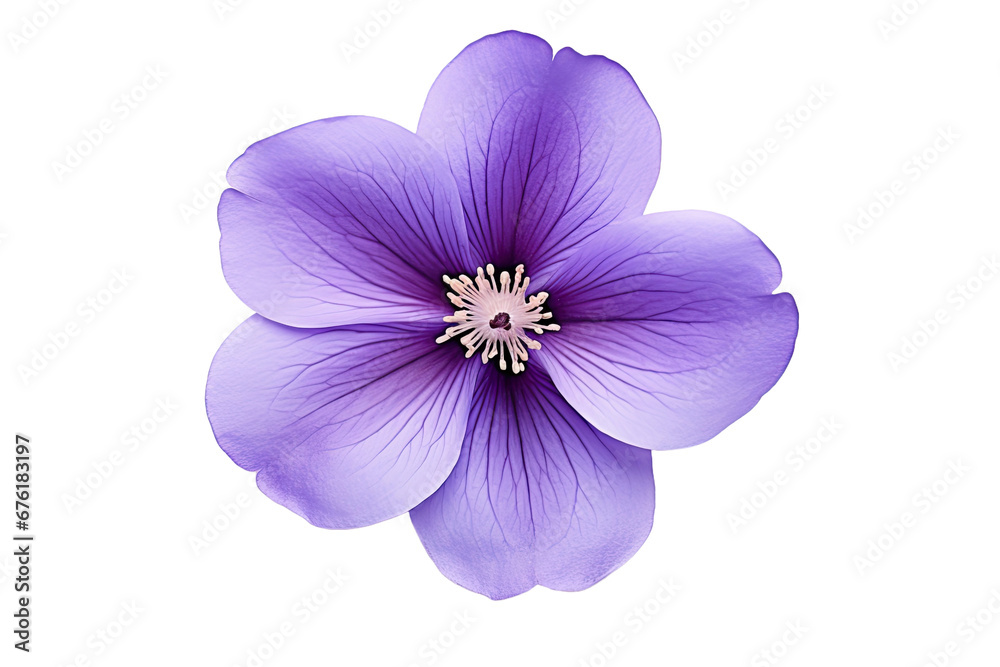 Fototapeta premium Purple flower isolated on white