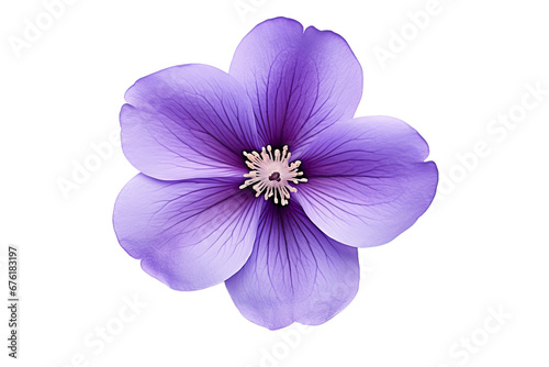 Purple flower isolated on white