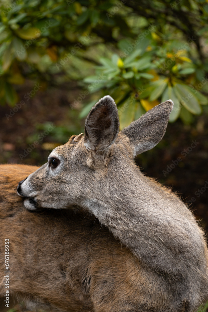 A young male blacktail deer with tiny antlers.