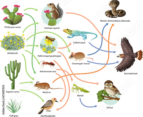 Science Education: Food Chain Line Network Illustration