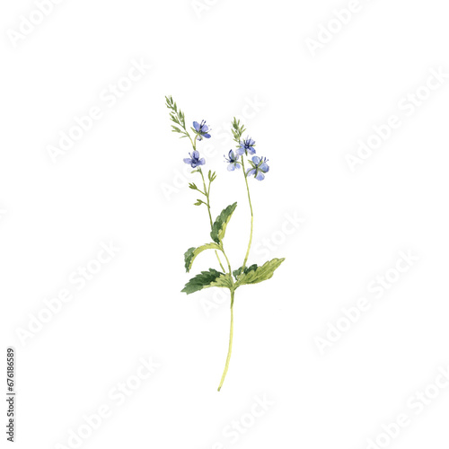 watercolor drawing plant of germander speedwell with green leaves and flowers, isolated at white background, natural element, hand drawn botanical illustration