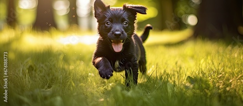 The cute black puppy wagged its tail and happily ran across the grassy floor casting a beautiful shadow as it played showing off its adorable canine tongue reminding us of the joy that come photo