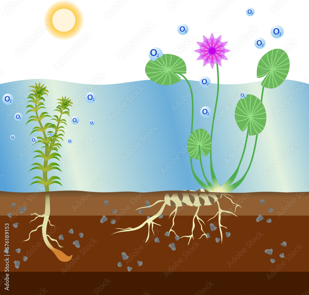 How Water Plant do photosynthesis vector illustration, hydrilla water