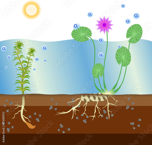 How Water Plant do photosynthesis vector illustration, hydrilla water plant. water lily reproduce oxigen in the water. biology education photo