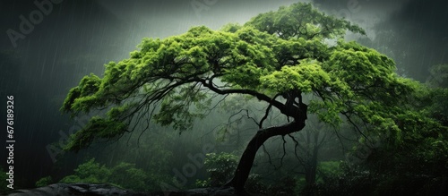 The dark green tree with its textured leaves creates a moody and atmospheric background in nature with raindrops cascading down highlighting the vibrant greens of the surrounding plants