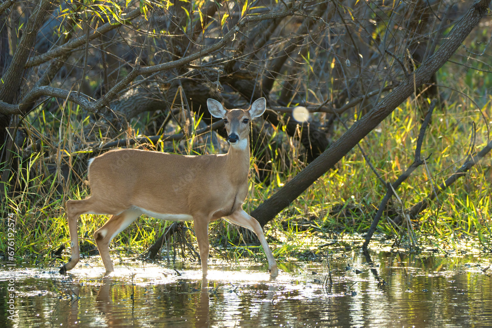 Fototapeta premium Key Deer in natural habitat in Florida state park