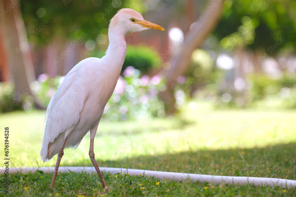 Fototapeta premium White cattle egret wild bird, also known as Bubulcus ibis walking on green lawn in summer