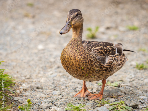 A duck female stands on its paws on the green shore of a pond. © Dmitrii Potashkin