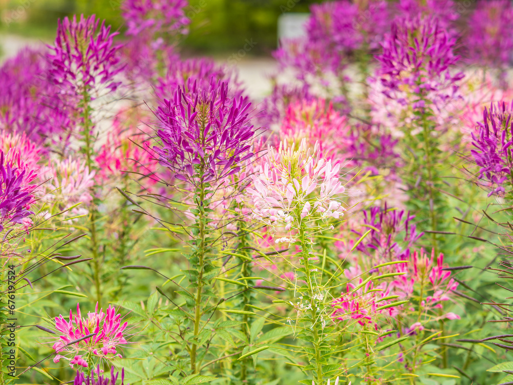 Obraz premium Group of purple and red Cleome hassleriana flowers or Spinnenblume or Cleome spinosa is on a green blurred background
