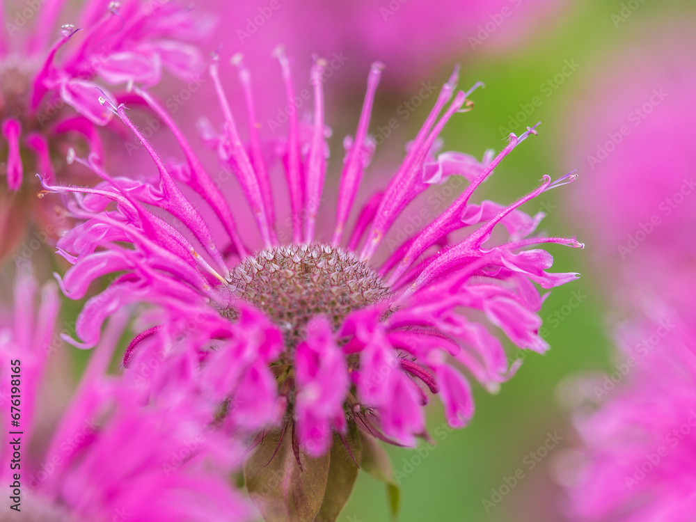 Obraz premium Brilliant pink bee balm plant, monarda didyma, highlighted by the morning sun.