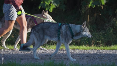 Two Czechoslovakian wolfdogs on the walk with their handler photo