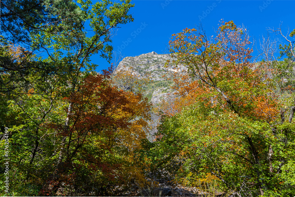 Fall Color in  McKittrick Canyon, Guadalupe Mountains National Park, Texas, USa
